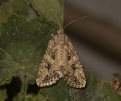 Attēlu rezultāti vaicājumam “Hadula trifolii larva”