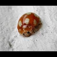 Attēlu rezultāti vaicājumam “Calvia decemguttata larva”