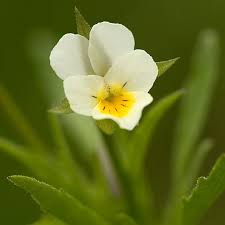 Attēlu rezultāti vaicājumam “Viola arvensis flower”