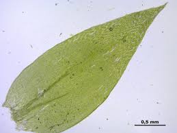 Attēlu rezultāti vaicājumam “Plagiothecium nemorale”