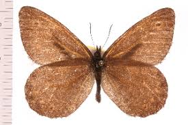 Attēlu rezultāti vaicājumam “Oeneis jutta”