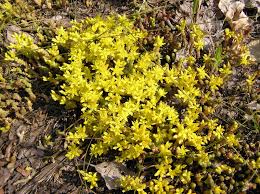 Image result for Sedum acre