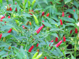 Afbeeldingsresultaat voor thai bird pepper hot pepper