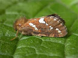 Attēlu rezultāti vaicājumam “Hepialus lupulinus”