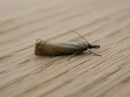 Attēlu rezultāti vaicājumam “Chrysoteuchia culmella”