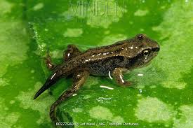 Attēlu rezultāti vaicājumam “Rana temporaria”