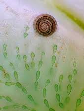 Attēlu rezultāti vaicājumam “Batrachospermum moniliforme”