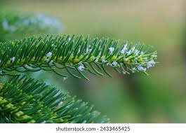 Attēlu rezultāti vaicājumam “Adelges laricis nymph”