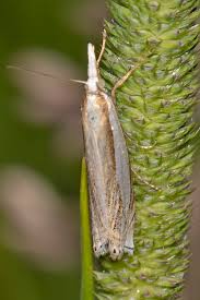 Attēlu rezultāti vaicājumam “Crambus hamella”