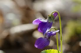 Attēlu rezultāti vaicājumam “Viola rupestris bud”