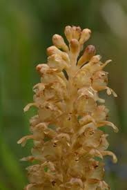 Attēlu rezultāti vaicājumam “Neottia nidus-avis”