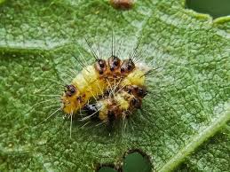 Attēlu rezultāti vaicājumam “Acronicta leporina larva”