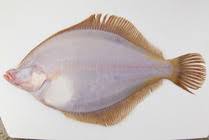 Image result for Myzopsetta ferruginea