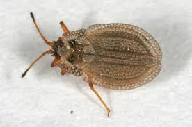 Attēlu rezultāti vaicājumam “Acalypta carinata”