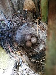 Attēlu rezultāti vaicājumam “Motacilla alba nest”