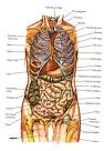 Human Body Parts | Healthy Tricks and Tips