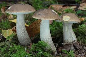 Attēlu rezultāti vaicājumam “Leccinum”