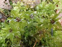 Attēlu rezultāti vaicājumam “Plagiomnium”