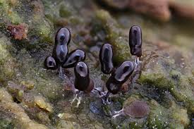 Attēlu rezultāti vaicājumam “Stemonitopsis typhina”