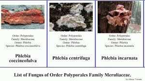 Attēlu rezultāti vaicājumam “Phlebia serialis”