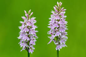 Attēlu rezultāti vaicājumam “Dactylorhiza cruenta leaf”
