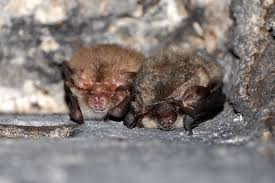 Attēlu rezultāti vaicājumam “Plecotus auritus”