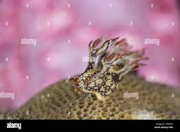 ผลการค้นหารูปภาพสำหรับ Bornella Anguilla