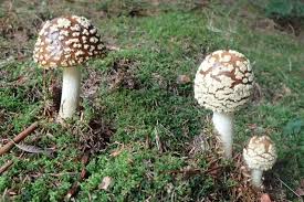 Attēlu rezultāti vaicājumam “Amanita regalis”