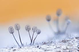 Attēlu rezultāti vaicājumam “Comatricha nigra macro”