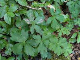 Attēlu rezultāti vaicājumam “Milesina murariae”