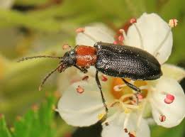 Attēlu rezultāti vaicājumam “Orsodacne cerasi”