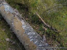 Attēlu rezultāti vaicājumam “Phellinus laevigatus”