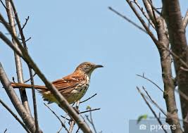 Image result for Toxostoma rufum