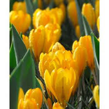 Attēlu rezultāti vaicājumam “Crocus”