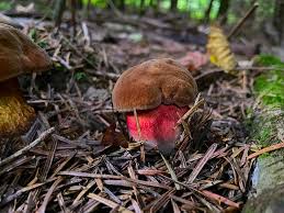 Attēlu rezultāti vaicājumam “Sutorius luridiformis”