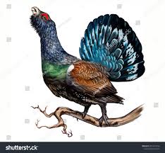 Attēlu rezultāti vaicājumam “Tetrao urogallus”