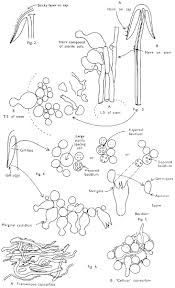 Attēlu rezultāti vaicājumam “Pistillaria sp.”