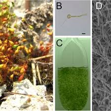 Attēlu rezultāti vaicājumam “Funaria hygrometrica sporophyte”