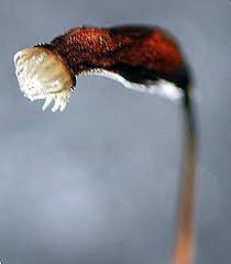 Attēlu rezultāti vaicājumam “Plagiomnium undulatum sporophyte”