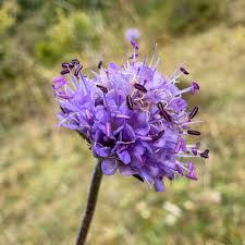 Attēlu rezultāti vaicājumam “Succisa pratensis flower”