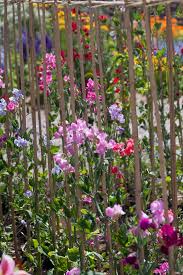 Image result for Lathyrus odoratus