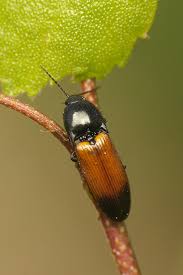 Attēlu rezultāti vaicājumam “Ampedus balteatus”