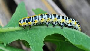 Attēlu rezultāti vaicājumam “Cucullia lucifuga”