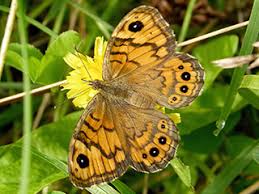 Attēlu rezultāti vaicājumam “Lasiommata megera underside”