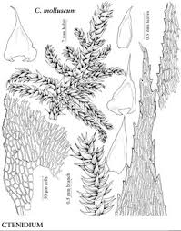 Attēlu rezultāti vaicājumam “Ctenidium molluscum”