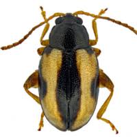 Attēlu rezultāti vaicājumam “Phyllotreta sp.”