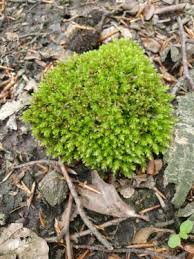 Attēlu rezultāti vaicājumam “Mnium hornum sporophyte”