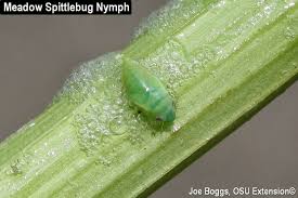 Attēlu rezultāti vaicājumam “Philaenus spumarius nymph”