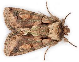 Attēlu rezultāti vaicājumam “Allophyes oxyacanthae”