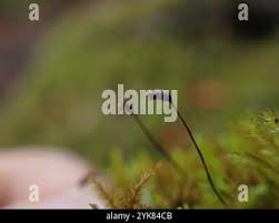 Attēlu rezultāti vaicājumam “Eurhynchiastrum pulchellum”